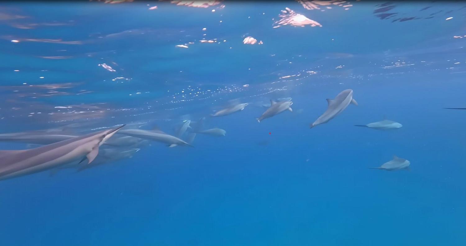 Whale & Dolphin Watching