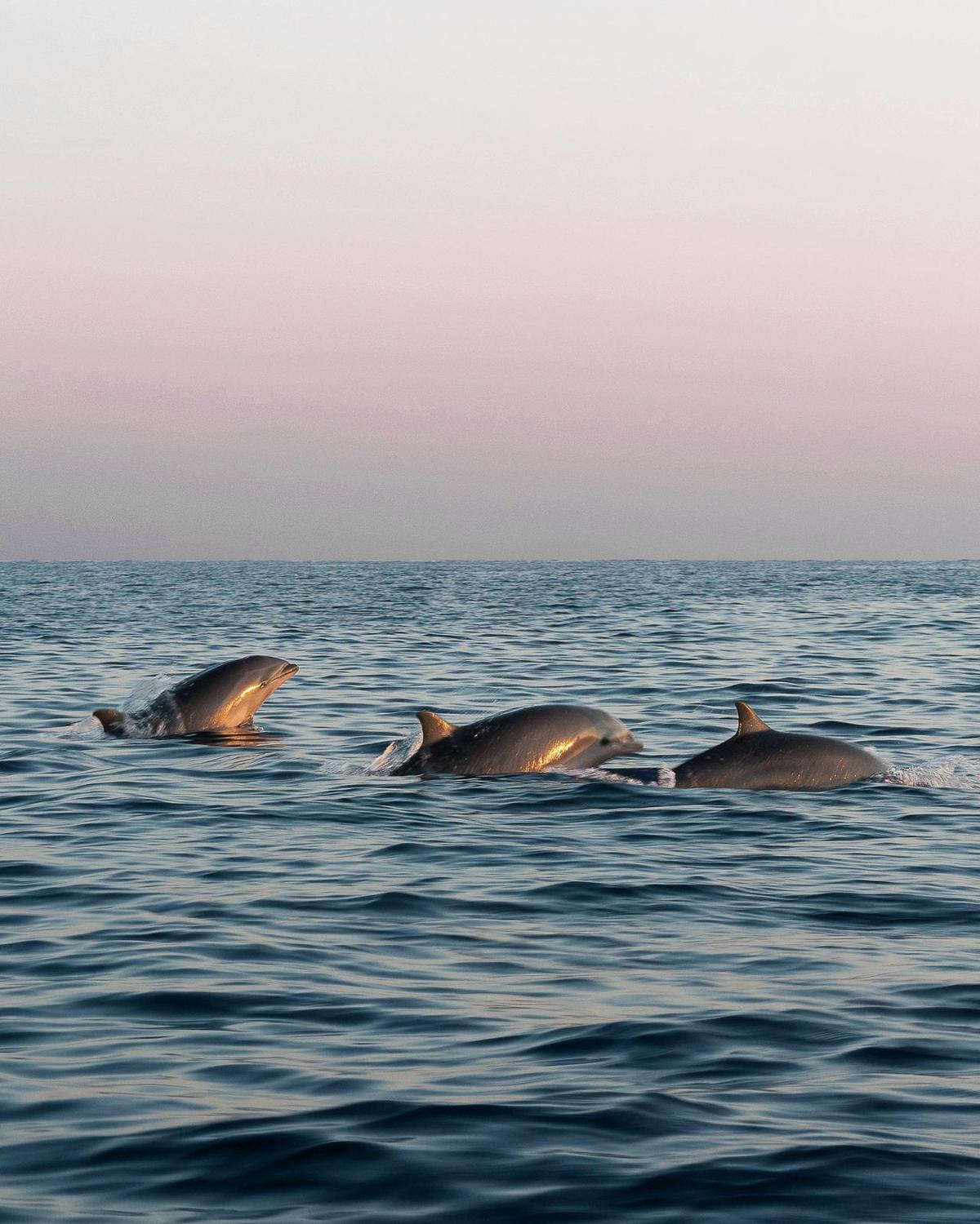 Whale & Dolphin Watching