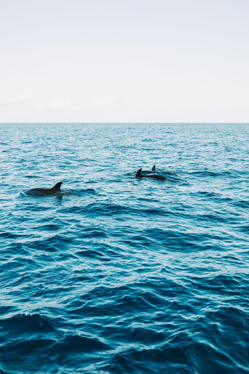 Whale & Dolphin Watching