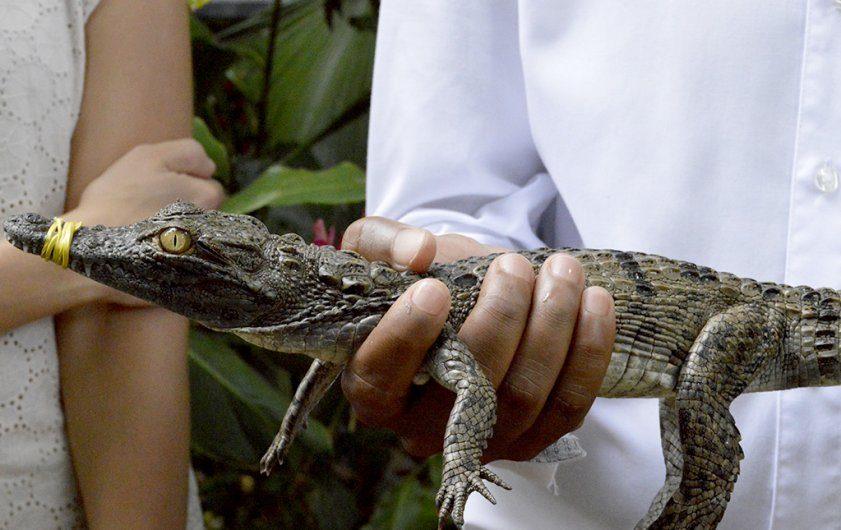 La Vanille Nature Park (Crocodile Park)