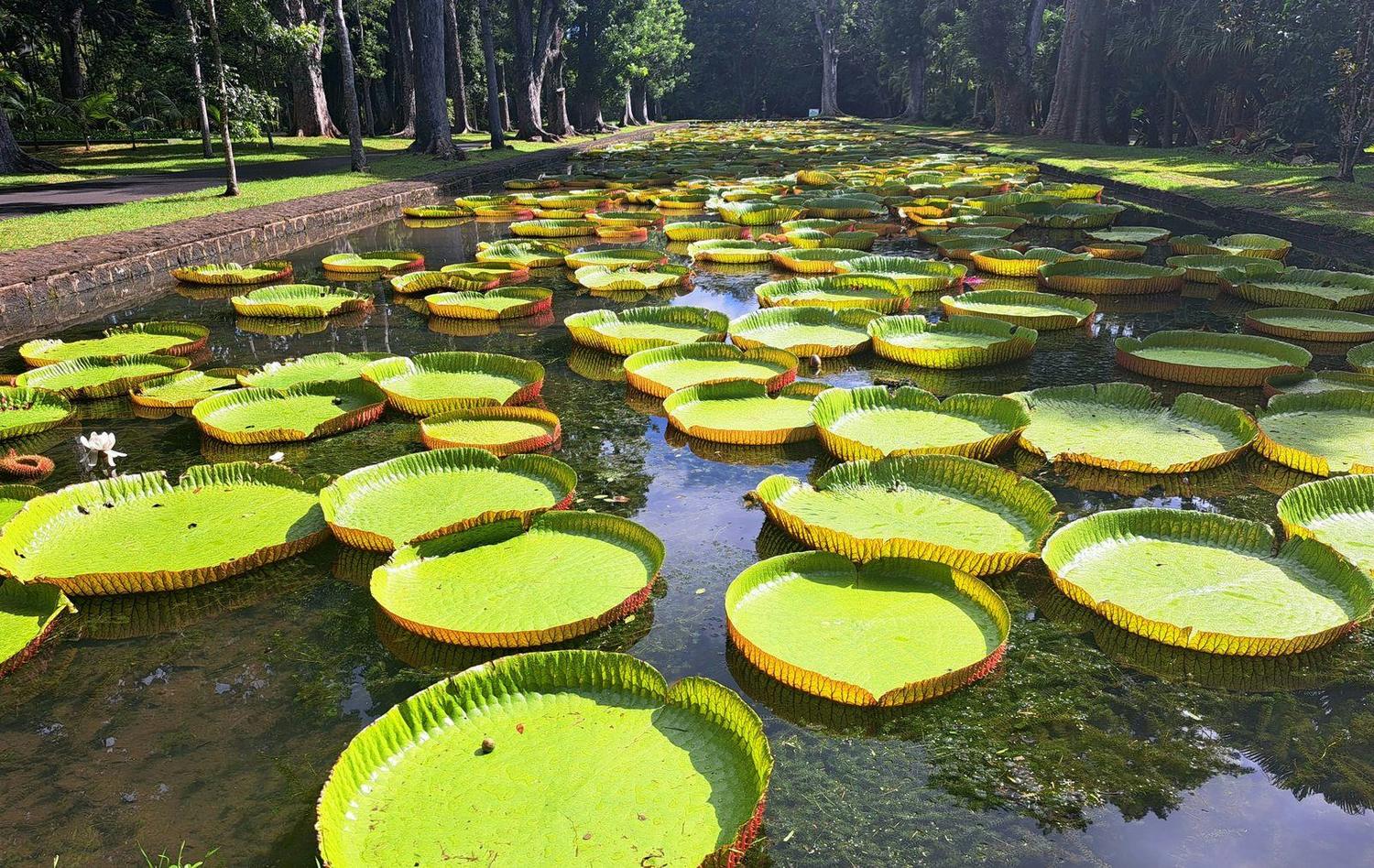 Pamplemousses Botanical Garden