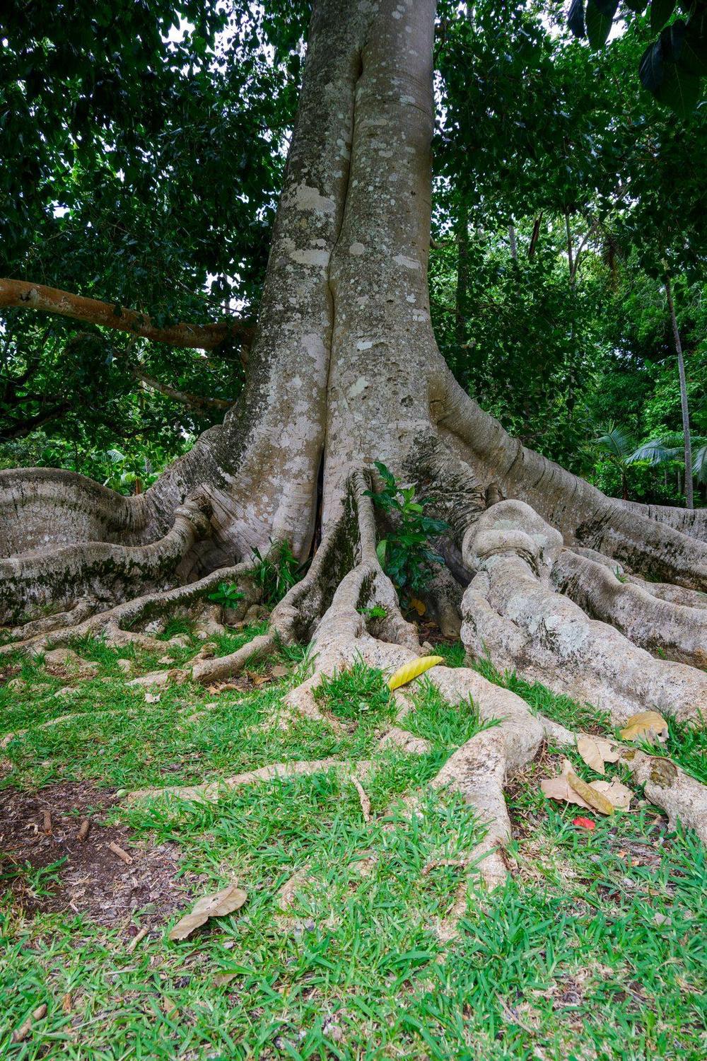 Pamplemousses Botanical Garden